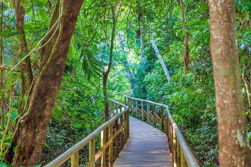 Tropical rain forest inside Manuel Antonio National Park